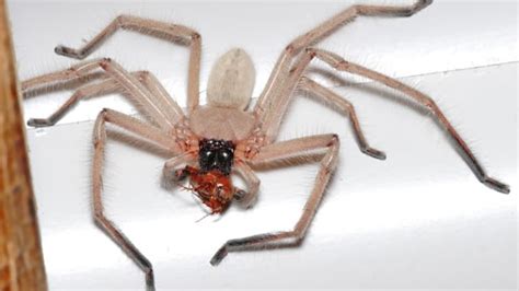 Super-Fast Huntsman Spiders Are the Size of Dinner Plates