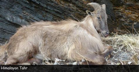 Himalayan Tahr Hunting in Nepal - Nepal Trophy Hunting - About ...