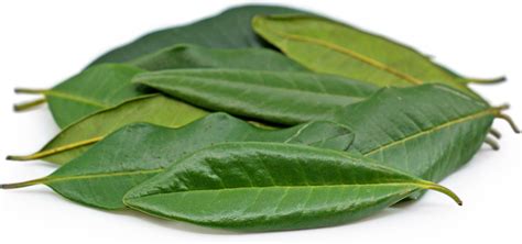 Allspice Leaves Information and Facts