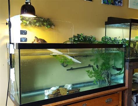 Awasome Turtle Tank Ideas Pinterest 2022