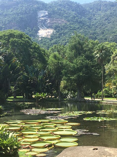 Amazon Garden, Botanical Gardens, Rio de Janeiro, Brazil. Winter ...