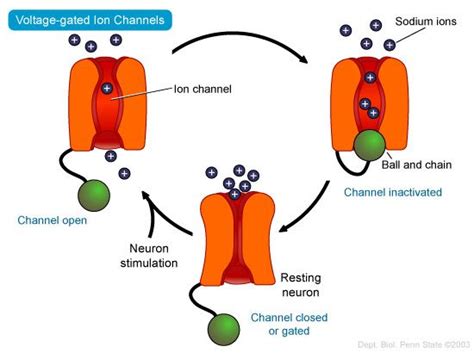 voltage-gated ion channel. At resting, the voltage-gated ion channel is closed and ions cannot ...