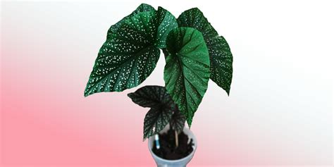 Discover The Allure of The Angel Wing Begonia: Plant Care Guide