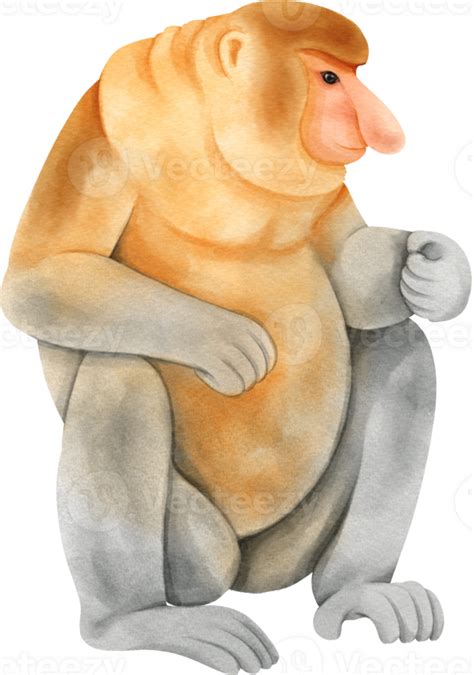 Proboscis Monkey illustration 29725129 PNG