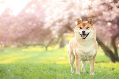 Download Depth Of Field Dog Animal Shiba Inu 4k Ultra HD Wallpaper