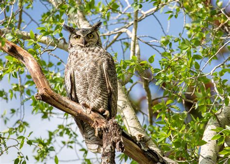 Call of the Great Horned Owl | Bird Sounds | The Old Farmer's Almanac