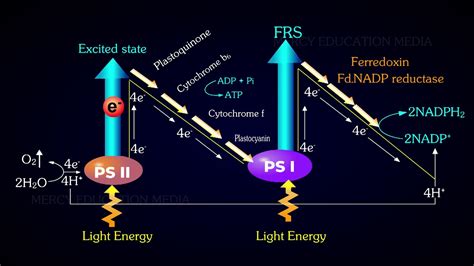 Noncyclic Photophosphorylation