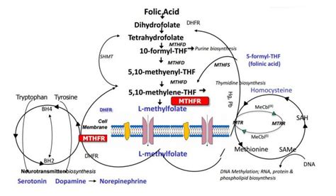 My Guide to MTHFR Gene Mutation, MTHFR Testing & Treatment