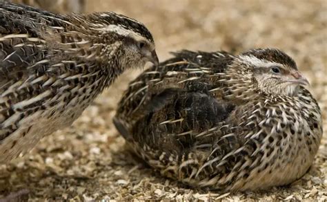 Some Common Breeds of Quails - Livestocking