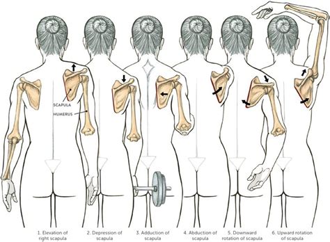 Image result for elevation of scapula | Human anatomy drawing, Human ...