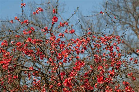 Flowering Quince: Plant Care & Growing Guide