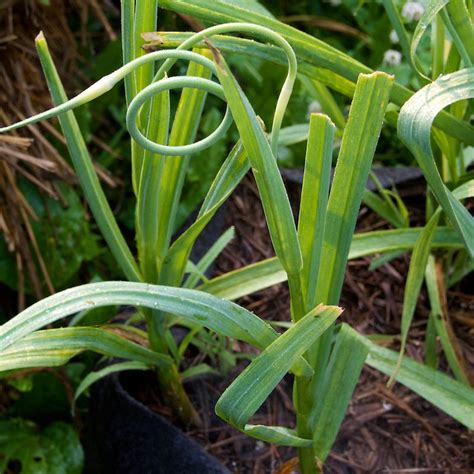 Growing Garlic in Containers