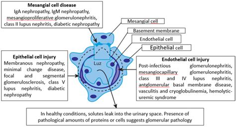 Mesangial Cells