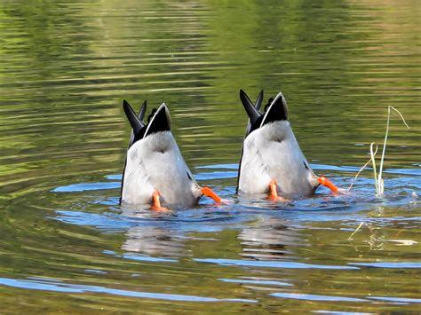 Raisings Ducks in the Winter | Kellogg Garden Organics™