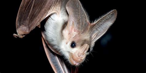 Ghost bat - Alchetron, The Free Social Encyclopedia