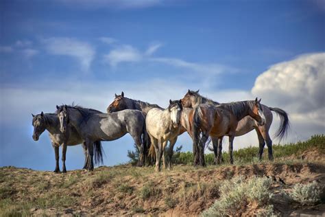 Wild Horses of Theodore Roosevelt National Park » Into the Wild We Go | Theodore roosevelt ...