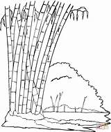 Bamboo In The Jungle coloring page  Free Printable Coloring Pages sketch template