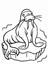 Fat Cartoon Walrus coloring Page sketch template