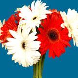 Gerbera Daisies are symbolic of innocence, purity and cheerfulness. www ...