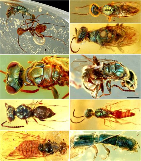 Amber fossils unlock true color of 99-million-year-old insects