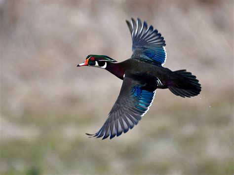 Wood Duck Flying Mount