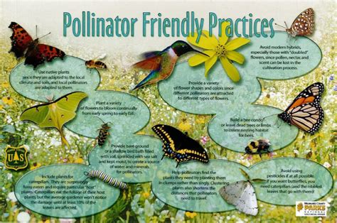 National Pollinator Week | Pollinator garden, Pollination, Pollinator garden design