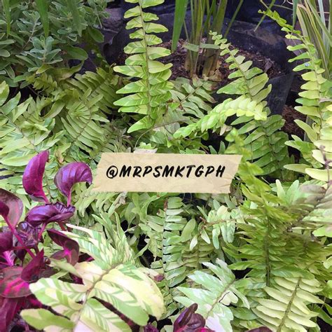 Boston Fern variegated, Furniture & Home Living, Gardening, Plants ...