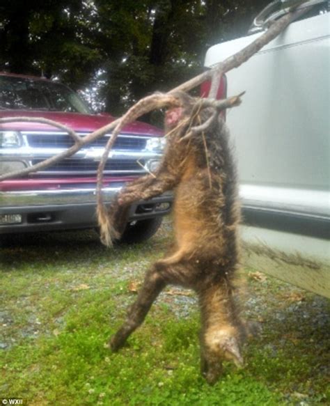 Is this a Chupacabra? Legendary beast may have made its way to North Carolina as mangy, dog-like ...