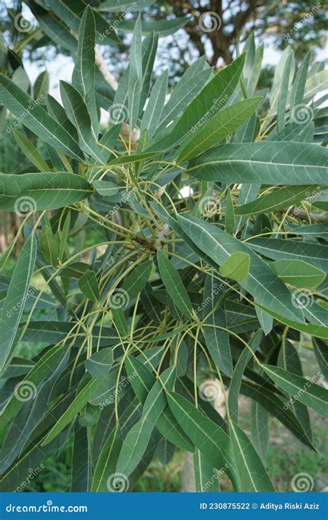 Tabebuia Caraiba Tabebuia Aurea, Caribbean Trumpet, Silver Trumpet Tree, Tree Of Gold With A ...