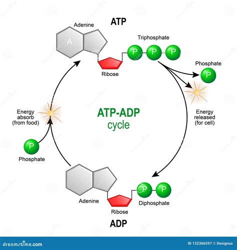 ATP ADP Cycle. Adenosine Triphosphate ATP is a Organic Chemica Stock Vector - Illustration of ...