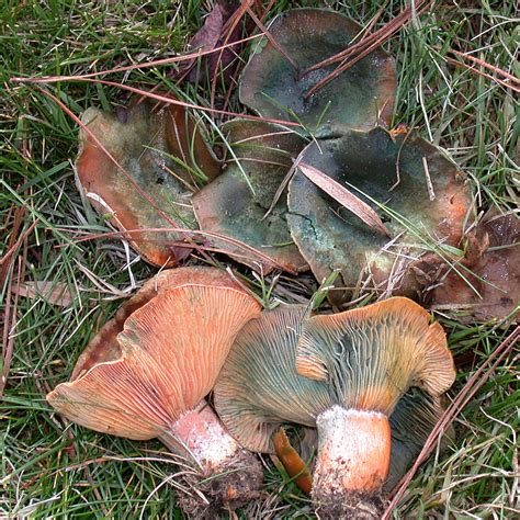 California Fungi: Lactarius deliciosus