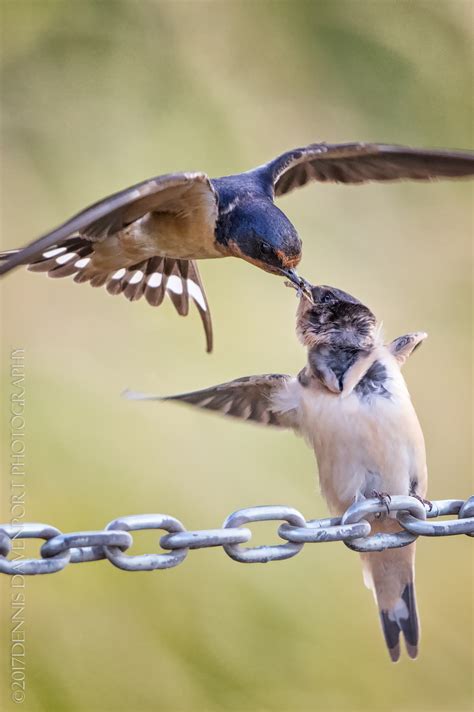 Barn Swallow Feeding – dennisdavenportphotography.com