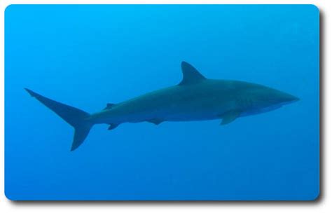 Learn Interesting Shark Facts About The Silky Shark - Shark Sider