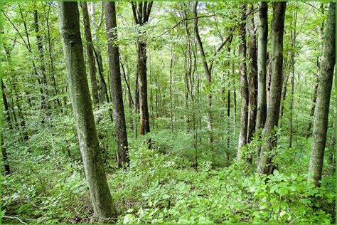 The Deam Wilderness Area in Southern Indiana. Acres and acres of deep forest to enjoy. | Deep ...