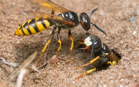 SAND WASP CONTROL | BUGSPRAY TREATMENT