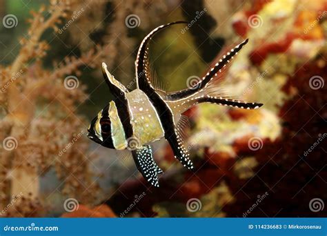 Banggai Cardinalfish Aquarium Marine Fish Pterapogon Kauderni Stock Image - Image of ocean ...