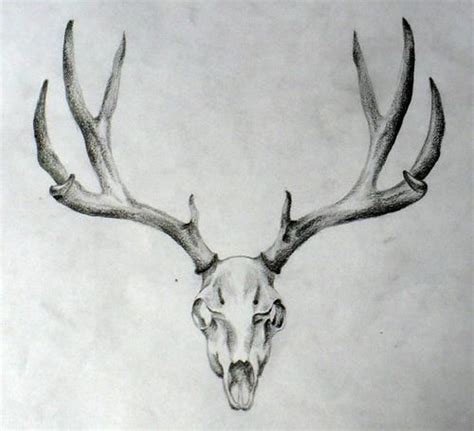 10+ Deer Skull Tattoo Designs On Chest | PetPress | Deer skull tattoos, Animal skull tattoos ...