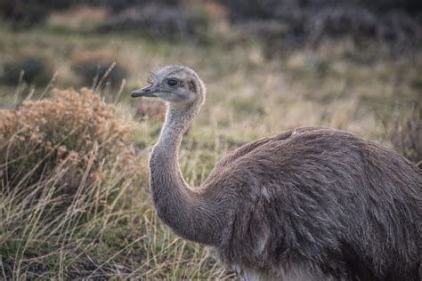 Wildlife in Patagonia: All You Need to Know