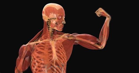 El cuerpo humano | Fisiología (I) - Biología