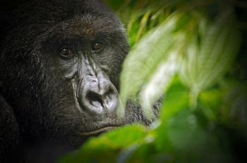 Virunga National Park - Wikitravel