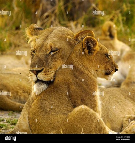 Pride of lions are an iconic sight in Africa Stock Photo - Alamy