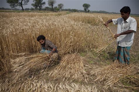 Farmers harvest wheat by hand in Bangladesh | Farmers harves… | Flickr