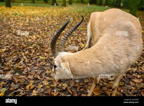 Goiter gazelle gazella subgutturosa asian gazelle species hi-res stock ...