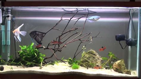 40 Gallon set up day 1 Angelfish - YouTube