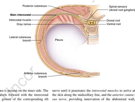 Intercostal Nerve Anatomy