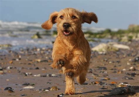 Basset Fauve de Bretagne Dog Breed Characteristic, Daily and Care Facts