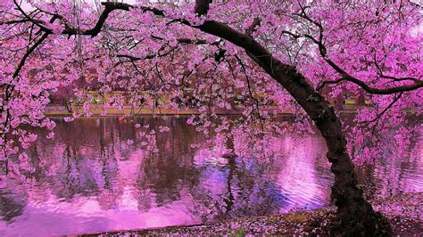 Beautiful Spring Pink Blossom Flowers Tree Branches Reflection On Water ...