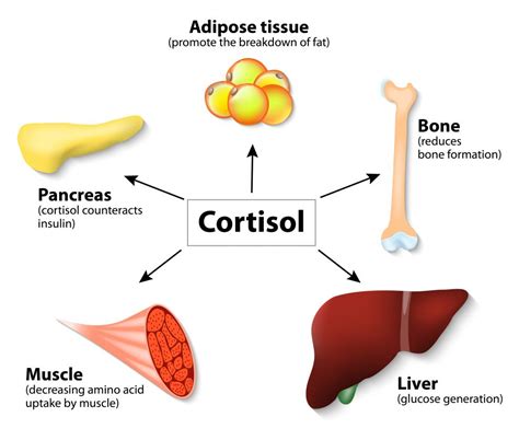 Great Hormonal Imbalances And Weight Gain In Cortisol And Adrenal Fatigue Check it out now ...