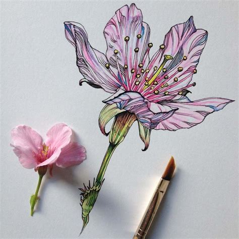 The art of botany: how to draw flowers, plants & nature better | Flower ...