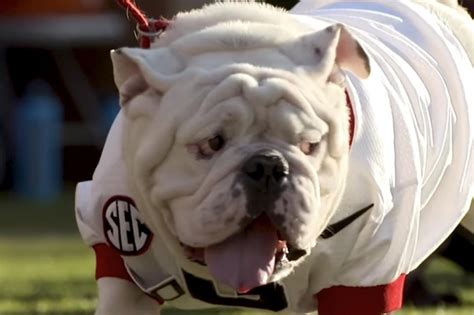 Georgia Bulldogs' Uga X mascot dies at 10 - UPI.com